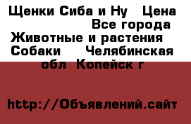 Щенки Сиба и Ну › Цена ­ 35000-85000 - Все города Животные и растения » Собаки   . Челябинская обл.,Копейск г.